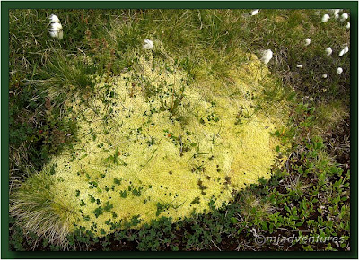 Icelandic_Flora