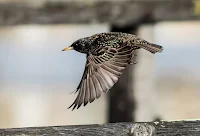 European / Common Starling - Birds In Flight Photography Cape Town with Canon EOS 7D Mark II