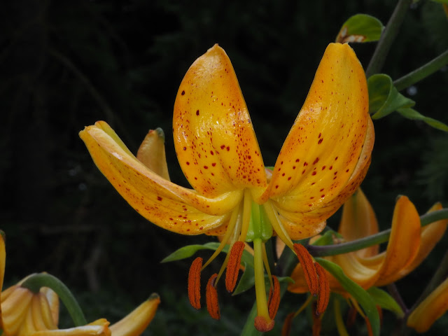 Лилия Хансона / Лилия Гансона (Lilium hansonii)