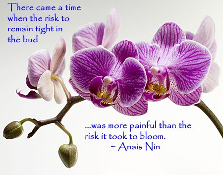 [orchid-Anais-Nin.jpg]