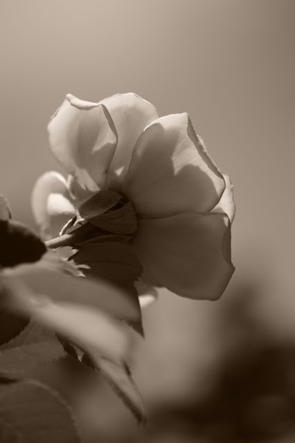 amy myers, photography, small sunny garden, desert garden, rose, crown princess margareta