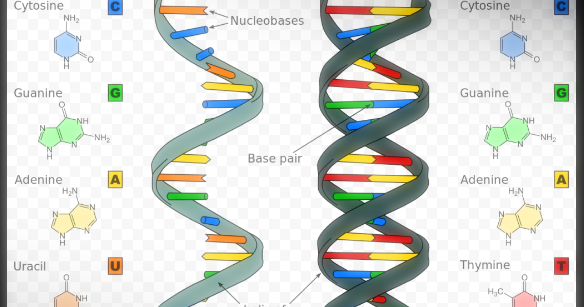 Pengertian dan Jenis-jenis RNA (Ribosa Nucleid Acid)