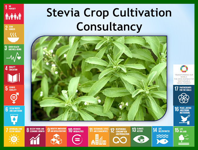 Stevia Crop Cultivation Consultancy in India, Backward and Forward Market Linkages Consultancy for Agriculture Production, Guar Seed / Guar gum (cyamopsis tetragonoloba) Crop Cultivation Consultancy, Agriculture Training Consultancy / Agriculture Technology training Agribusiness Consultancy, Agriculture Project Report Agriculture / Agribusiness Consultancy,  Aeroponic Cultivation Consultancy, Agri Business Consultancy, Agribusiness Consultancy, Agribusiness Manpower Consultancy, Agribusiness Market Research, Agribusiness Professional Recruitment Consultancy, Agribusiness Project Report, Agricultural Consultancy, Agricultural Mechanization Consultancy, Agricultural Project report, Agriculture Commodity Procurement Planning, Agriculture Consultancy, Agriculture Implements Consultancy, Agriculture Industry Research Report, Agriculture Land Selection Consultancy, Agriculture Market Research, Agriculture Project Report, Agriculture Technology Exposure Tour, Agriculture Tour, Agriculture Training, Aromatic Plantation Consultancy, Beekeeping or Apiculture Consultancy, Bio Diesel Crop Plantation Consultancy, Biofuel Crop Cultivation Consultancy, Dairy Farming Consultancy:-, Exotic Vegetable Cultivation Consultancy, Export Import Of The Agricultural Commodity, Flower Cultivation/ Floriculture consultancy, Food Processing Industry Consultancy, Green House Consultancy, Guar Gum Cultivation Consultancy, Guar Gum Processing Consultancy, Guar Gum Seed Cultivation Consultancy, Guar Seed Cultivation Consultancy, Horticulture Consultancy, Hydroponics Cultivation Consultancy, Irrigation Management Consultancy, Jatropha Oil Sourcing Consultancy, Medicinal Plantation Consultancy, Mushroom Farming / Production Consultancy, Neem Oil Sourcing Consultancy, Olive Cultivation Consultancy, Organic Agriculture Consultancy, Organic Certification Consultancy, Organic Farming Consultancy, Plant Tissue Culture Laboratory Consultancy, Poultry Farming Consultancy, Soil and water Testing Consultancy, Spices Cultivation Consultancy, Stevia Cultivation Consultancy, Supply Chain Report Of Agriculture Commodities, Urban Agriculture Consultancy, Vegetables Cultivation Consultancy, Vermicompost Production Consultancy, Vermicompost Sourcing Consultancy, Hydroponics Consultancy