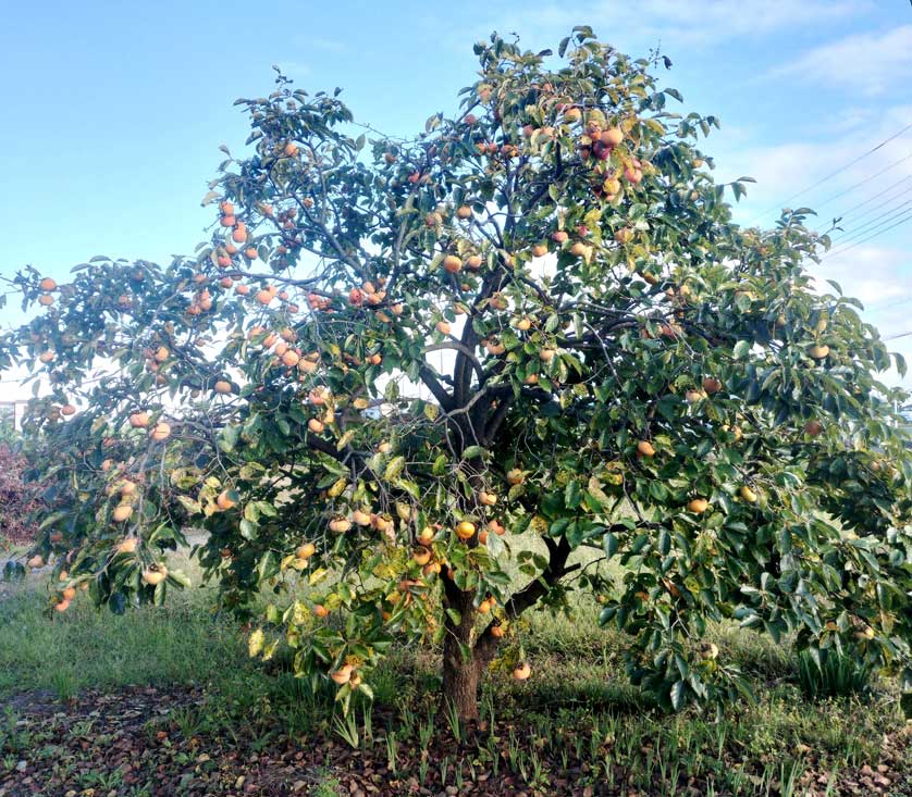 Persimmon tree.