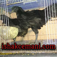 Ayam Cemani Beli Jantan Gratis Betina