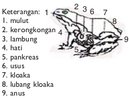 Sistem organ pencernaan pada katak