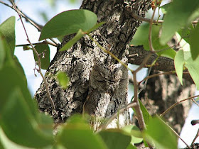 Owl camouflage, camouflaged owls