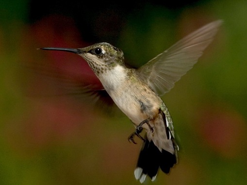 Hummingbirds at least the birds in the World_www.wonders-world.com_19