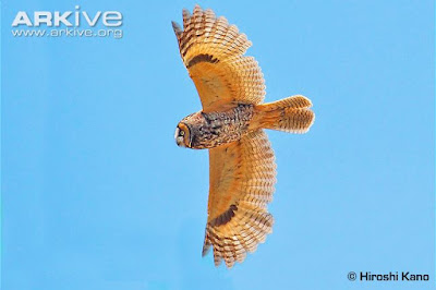 Northern long eared Owl