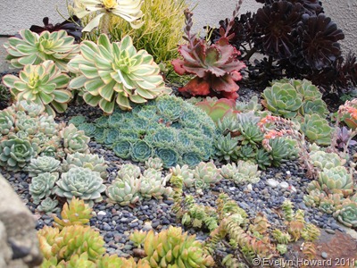 Aeoeniums Succulents © Evelyn Howard 2011