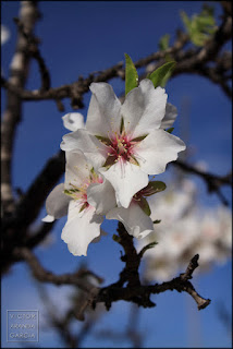 fotografia,almendro,murcia,flores,naturaleza