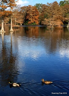 We found ducks!