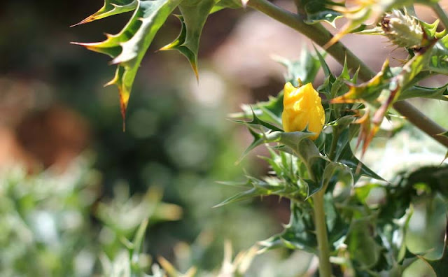 Argemone Mexicana Flowers Pictures