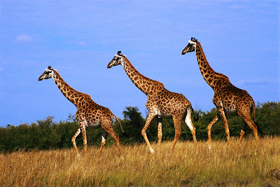 Three the giraffe