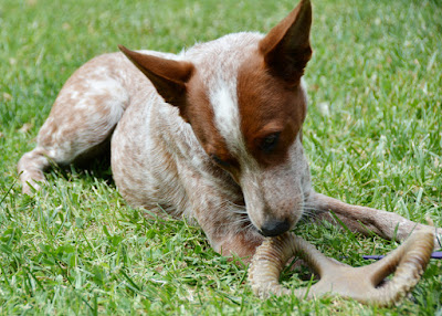 bacon durable dog toy