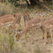 View album