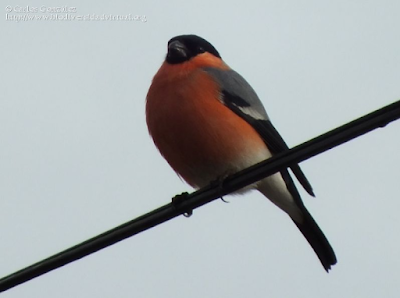 http://www.biodiversidadvirtual.org/aves/Pyrrhula-pyrrhula-img65004.html