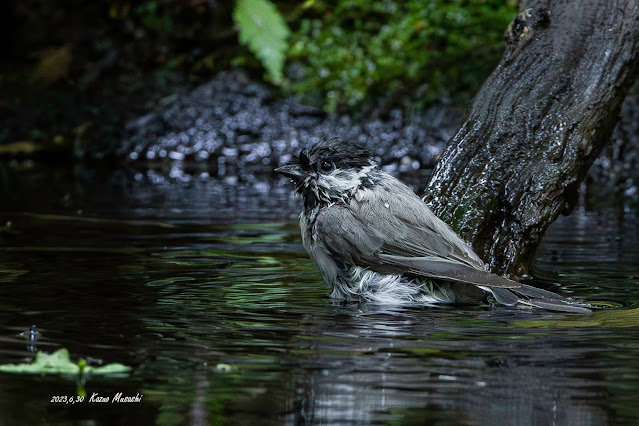 北海道で出会った野鳥　水浴びにやって来たハシブトガラ