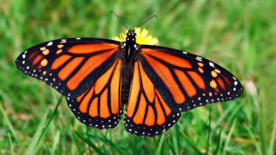 BUTTERFLY HD WALLPAPER 34