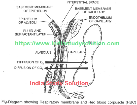 https://www.indiastudysolution.com - Breathing and Respiration images