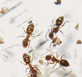 Worker ants of Nylanderia sp