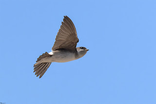 avion-comun-delichon-urbicum-juvenil-en-vuelo-