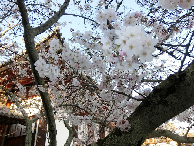 Japan cherry blossoms