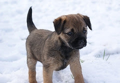 images of border terriers