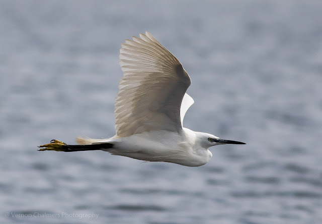 Little egret in flight over the Diep River Woodbridge Island - Low light photography