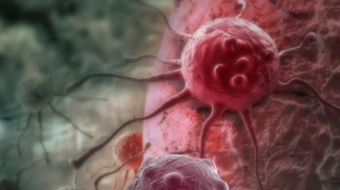 Bagaimana Tubuh Manusia Mengalahkan Virus dan Penyakit? Ini Penjelasannya, naviri.org, Naviri Magazine, naviri majalah, naviri
