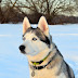 Get To Know About Siberian Husky