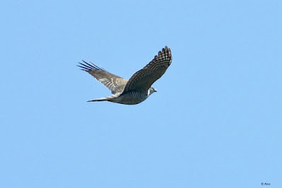 Eurasian Sparrowhawk