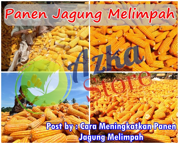 Cara Meningkatkan Panen Jagung Melimpah