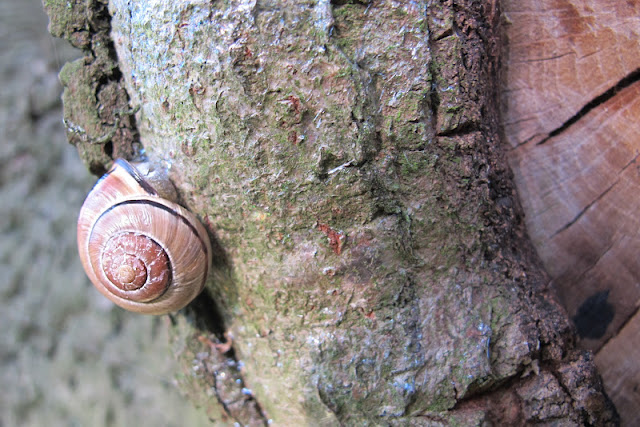 slakken, paddenstoelen en een skelet...