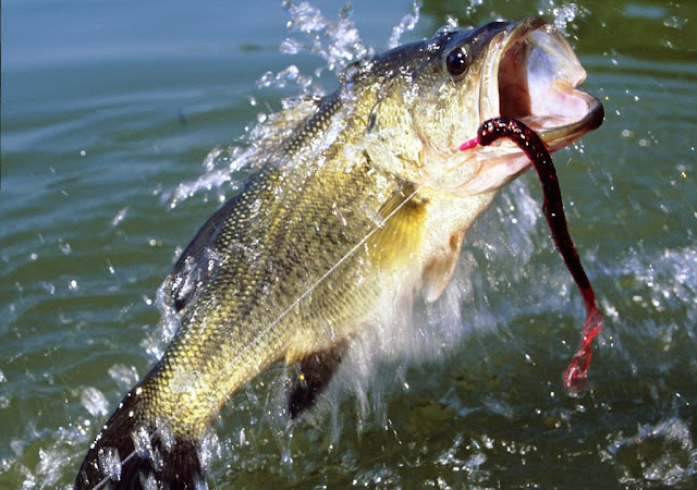 Ikan Kakap Mulut Besar memperlihatkan mulut lebarnya yang mengesankan