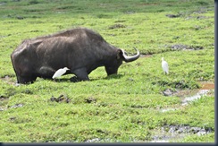 Africa 2GB 240