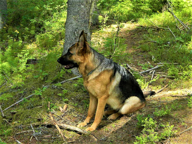 excursii-toplita-layla-la-bureti
