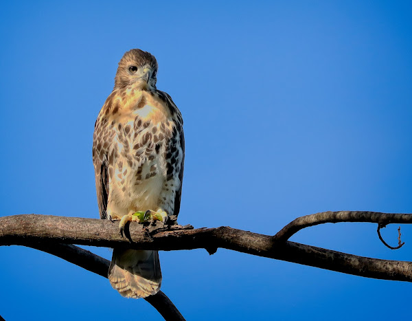 Tompkins red-tail fledgling #2