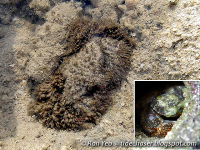 Hairy Crabs (Family Pilumnidae)