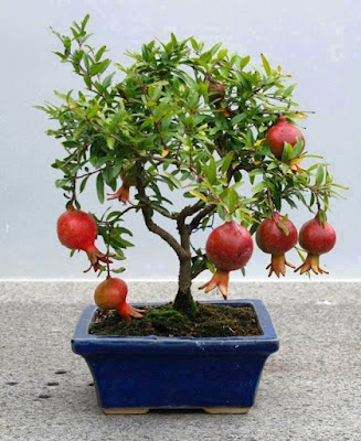 Trồng cây bonsai ăn quả để mang lại tài lộc