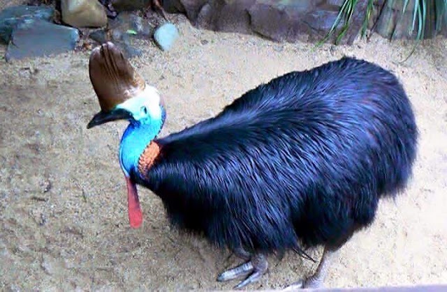 پەلەوەری کاسواری,Cassowary،طائر الکاسواري