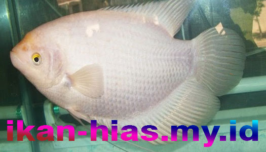 Jenis Ikan Hias Air Tawar Aquarium ikan gurame putih