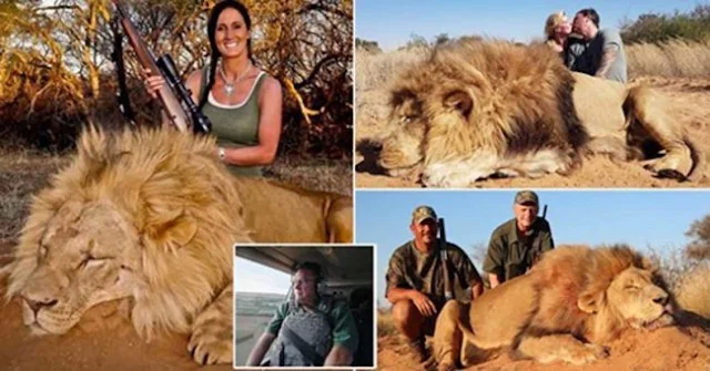 12,000 Lions Are Being Farmed In Captivity In South Africa So They Can Be Shot Dead By Tourists