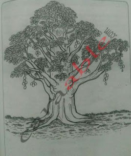 Contoh gambar pohon dan kunci jawaban + pembahasan soal psikotes