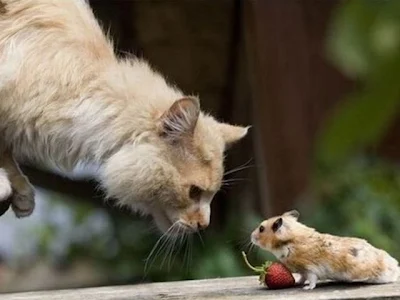 Legenda permusuhan kucing dan tikus