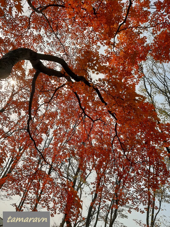 Клён ложнозибольдов (Acer pseudosieboldianum)