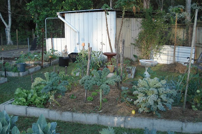 Early morning in the garden