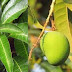 Mango leaves & bark আম তো খাচ্ছেন - আম পাতা, আম গাছের ছালেরও কত উপকার জানেন? 
