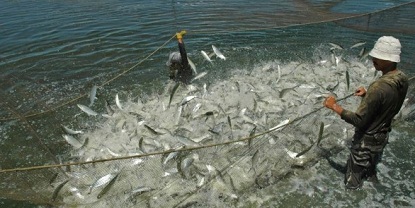 cara budidaya ikan bandeng di tambak pdf,agar cepat besar,bandeng air tawar,makalah,proposal ikan bandeng,prospek ikan bandeng,bandeng intensif,gurame,