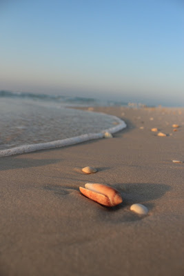 Beautiful white sand beaches and shells on Pensacola Beach, Florida